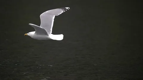 Seagul in slow-mo flies over the ocean Stock Footage 225537991
