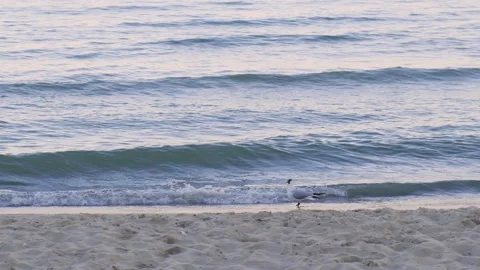 Seagul Start Flying. Nice takeoff from the birds in Slow Motion. Beautiful Stock Footage 137916384