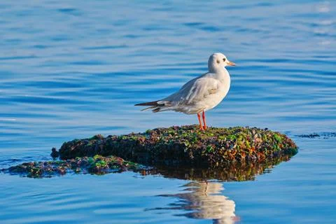 Seagul on the Stone Stock Photos