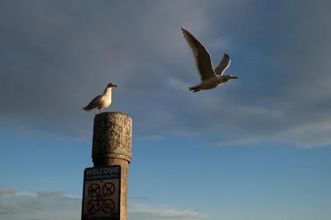 A seagul taking flight Foto stock