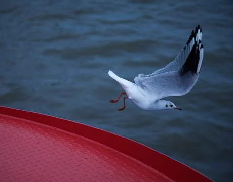 Seagul taking off Stock Photos
