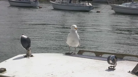 Seagul on top of a boat Stock Footage 78637671