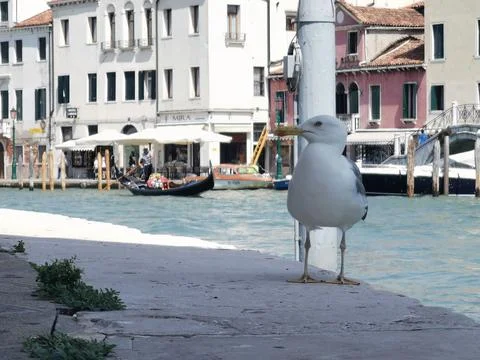 Seagul in venice Stock Photos