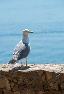 Seagul on the wall Stock Photos