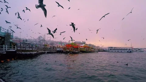 Seagulfs dancing show 2k Stock Footage 103034791