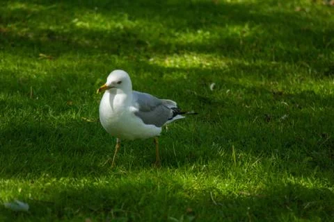 SeagulInGrass Foto stock