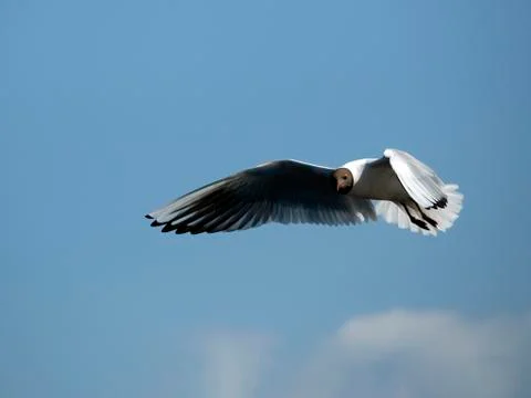 Seagull 001 Stockfoto's