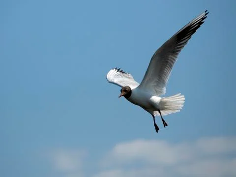 Seagull 002 Stockfoto's