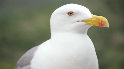 Seagull 01 Stock Footage 11137356