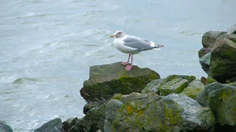 Seagull 01 - Seagull on rock Stock Footage 1060064