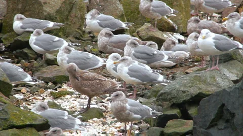 Seagull 02 - Gulls huddle on rocks Stock Footage 1060045