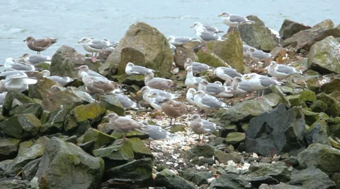 Seagull 03 - Gulls huddle on rocks Stock Footage 1059997