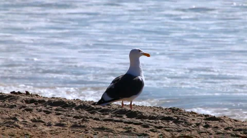 Seagull 04 - gull on beach Stock Footage 5088387