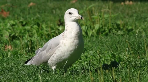 Seagull 05 Stock Footage 8673750