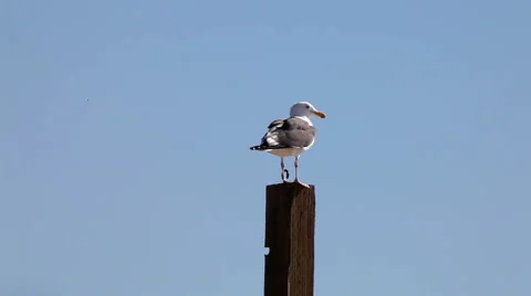 Seagull 05 - standing on post Stock Footage 5088401