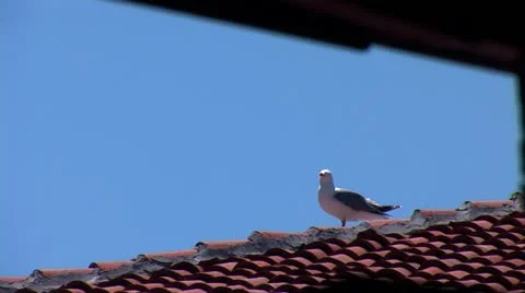 Seagull 1 Video stock 11320973