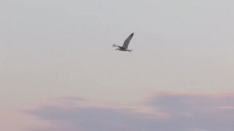 Seagull 1 hdp Stock Footage 478220