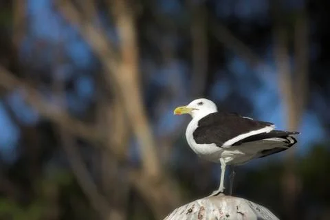 Seagull #1 Stock Photos