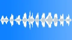 Seagull 13 Sound Effect