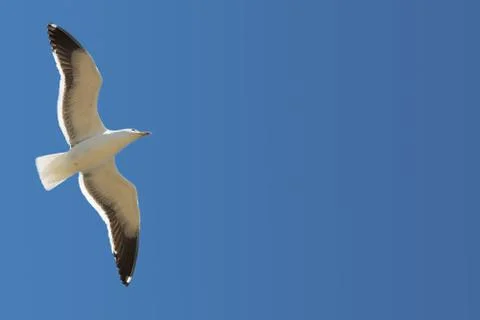 Seagull #15 Foto stock