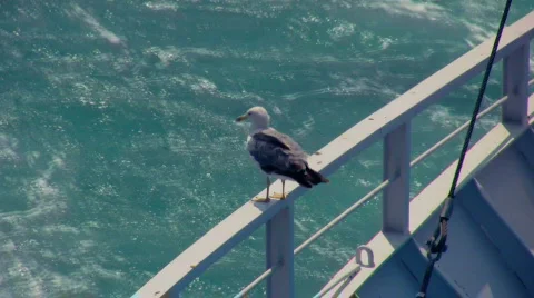 Seagull 2 Stock Footage 503131