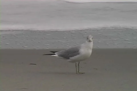 Seagull 2 Stock Footage 8506540