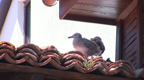 Seagull 2 Stock Footage 11320969