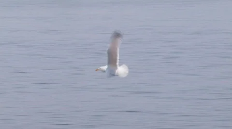 Seagull 2 hdp 스톡 동영상 478229