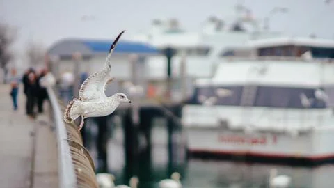 Seagull 2 库存照片