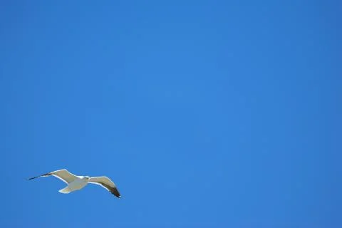 Seagull #20 Stock Photos