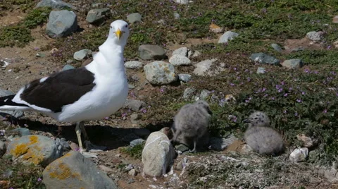 A seagull with 3 chicks Stock Footage 63439604