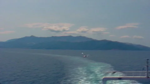 Seagull 3 Stock Footage