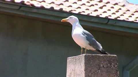 Seagull 3 Stock Footage 11320966