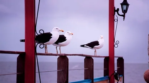 Seagull 3 Stock Footage 74874812