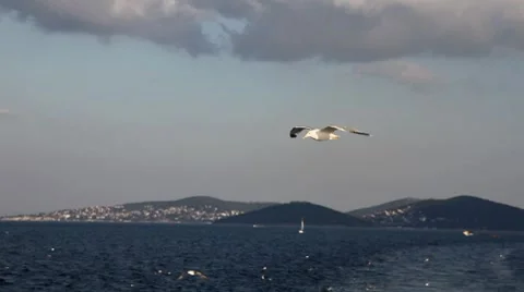 Seagull 3 HD 1080p Stock Footage 8515992