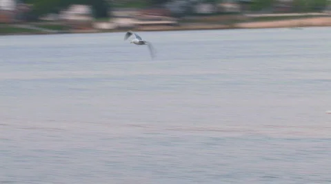 Seagull 3 hdp Stock Footage 478242