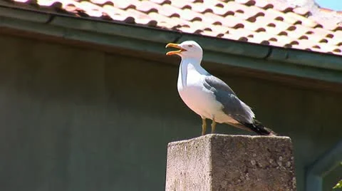 Seagull 4 Stock Footage 11320943