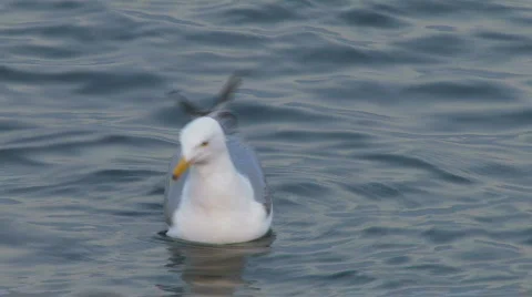 Seagull 4 hdp Video stock 478266