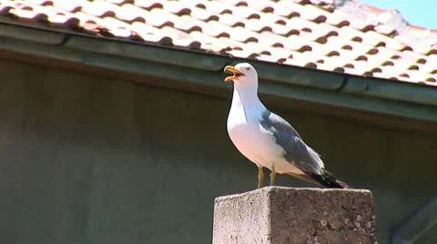 Seagull 5 Stock Footage 11320945