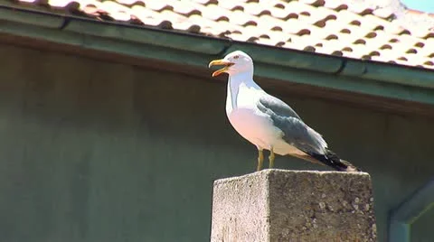 Seagull 6 Stock Footage 11320956