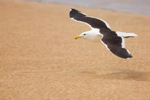 Seagull #6 Stock Photos