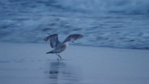 Seagull About to Take Off at Ocean Beach San Francisco at Sunset Vídeo Stock 310340937