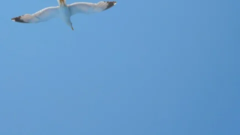 Seagull above blue sea. Bird among the sea. Wild bird flying high. Travel Stock Footage 127896505