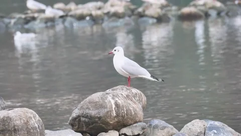 Seagull on Adda river Stock Footage 167057703