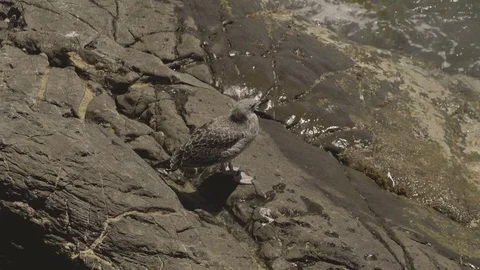 Seagull Admiring the Sea Stock Footage