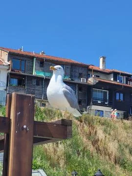 Seagull against the background of Gothel. Stock Photos