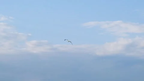Seagull against the background of the slow motion sky. A seagull flies against Stock-Footage 275243166