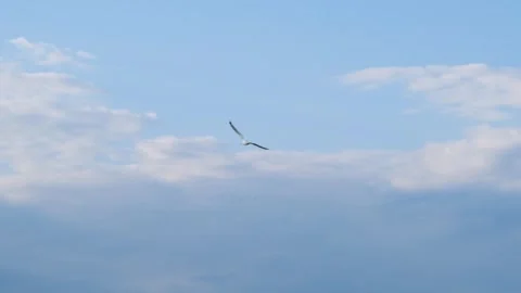 Seagull against the background of the slow motion sky. A seagull flies against Stock Footage 275243193