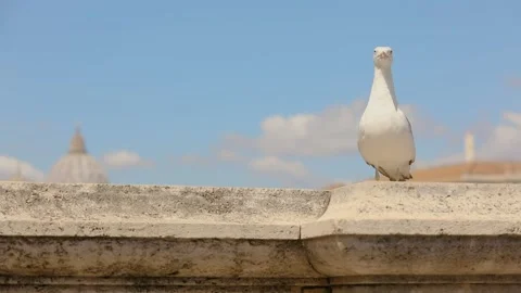 Seagull against the sky in the background the dome of St. Peter. A seagull sits 스톡 동영상 135650646
