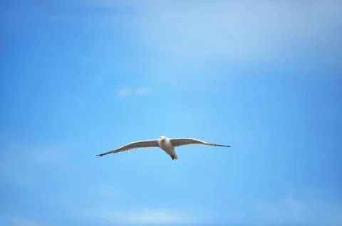 Seagull against sky Stock Photos